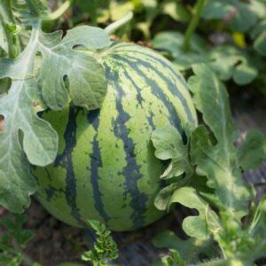 watermelon vine full width